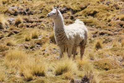 Lama standing in a forest