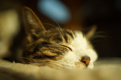 Close-up of cat relaxing at home