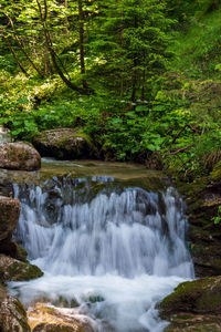 Scenic view of waterfall in forest