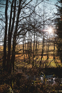 Sunlight streaming through trees in forest