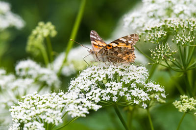 Close-up of butterfly pollinating on flower