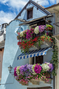 Low angle view of pink flowering plants against building