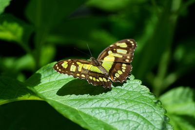 Close-up of butterfly on plant