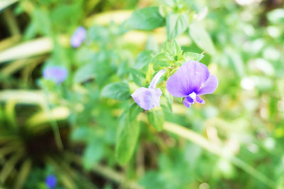 Close-up of purple flowering plant on field