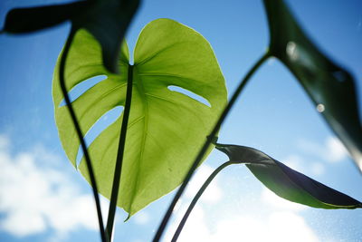 Low angle view of fresh green leaves against sky