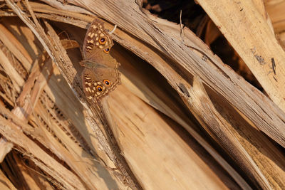 Low angle view of insect on wood