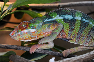 Close-up of lizard on tree