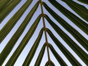 Low angle view of palm trees against clear sky