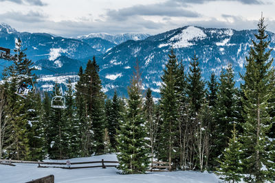 Pine trees on snowcapped mountains against sky