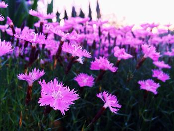 Close-up of pink flowers blooming in field