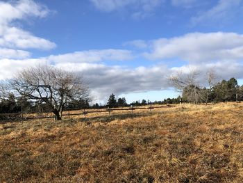 Bare trees on field against sky