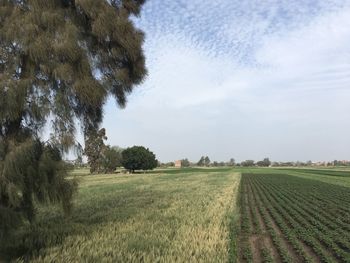 Scenic view of agricultural field against sky