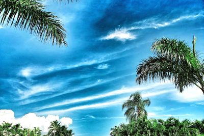 Low angle view of palm trees against blue sky