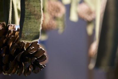 Close-up of leaf