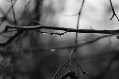 Close-up of wet barbed wire