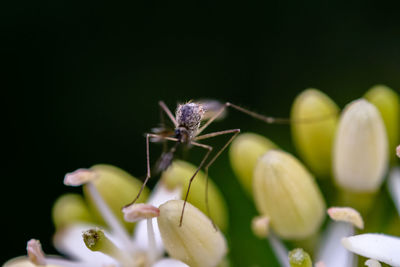 Close-up of insect on green plant