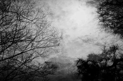 Low angle view of bare trees against sky