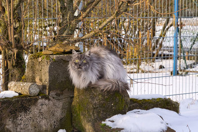 View of a dog on snow covered plants