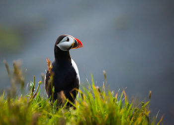 Close-up of puffin perching on grassy field