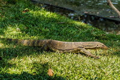 High angle view of lizard on field