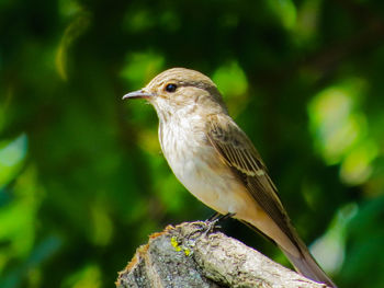 Close-up of bird perching on tree