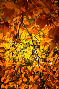 Low angle view of maple leaves on tree during autumn