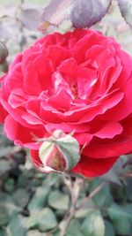 Close-up of pink rose