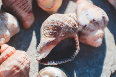 Close-up of seashells