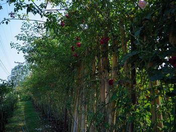 Low angle view of fruits on tree against sky