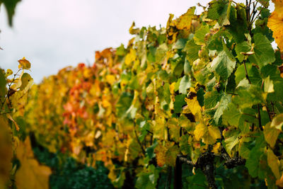 Close-up of plant growing in vineyard