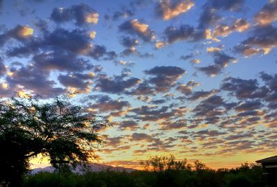 Silhouette trees against dramatic sky during sunset