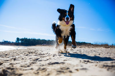 Dog running on beach against sky