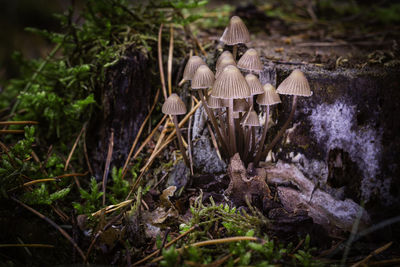 Close-up of mushrooms growing on field