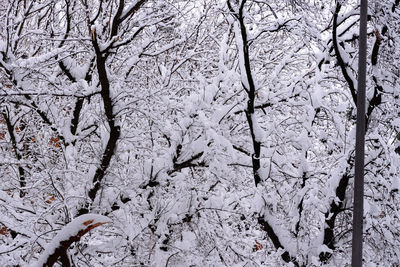 Close-up of cherry tree during winter