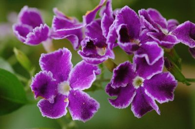 Close-up of purple flowers blooming outdoors