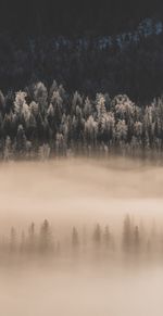 Trees in foggy forest against sky