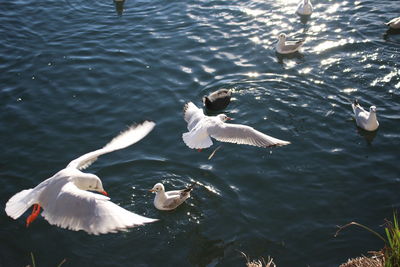 High angle view of seagulls flying over lake