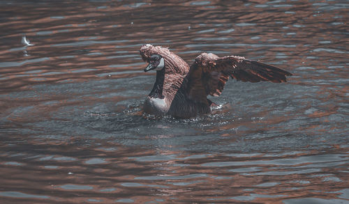 Bird flying over lake