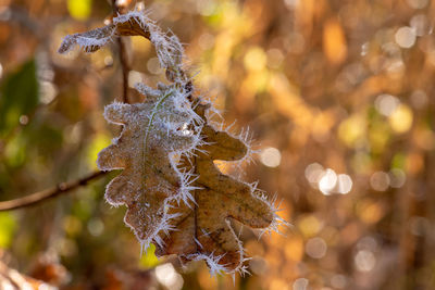 Close-up of frost on tree during winter