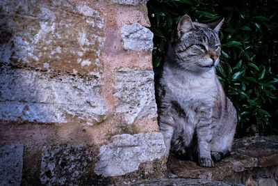 Cat sitting outdoors