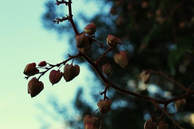 Close-up of berries growing on tree