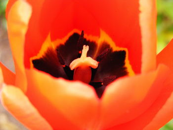 Extreme close-up of flower