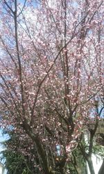 Low angle view of cherry blossom tree