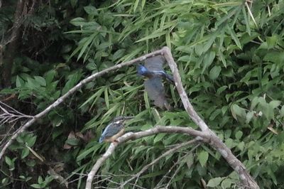 Bird perching on a tree