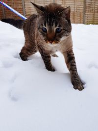 Cat lying on snow covered landscape