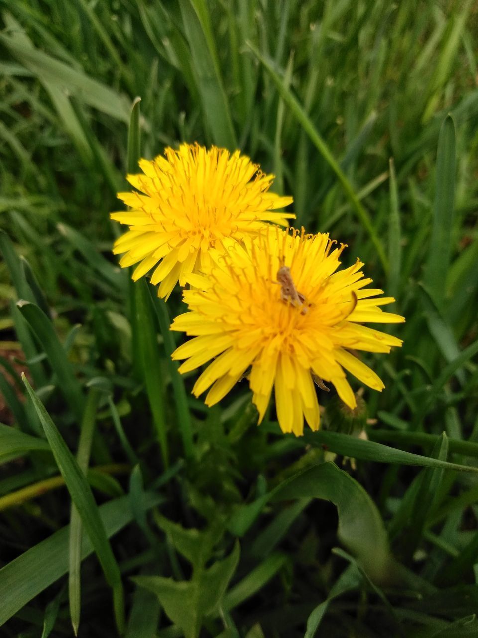 CLOSE-UP OF YELLOW DANDELION ON FIELD