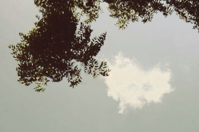 Low angle view of trees against sky