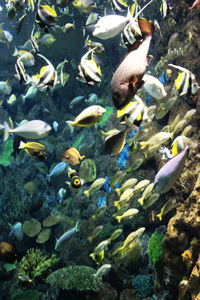 School of fish underwater