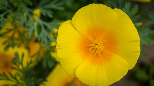 Close-up of yellow flowering plant