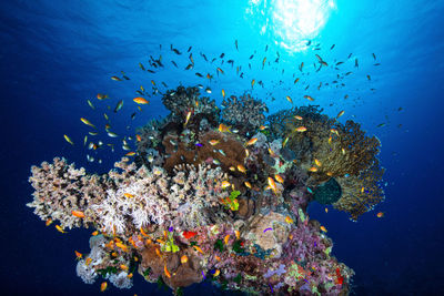 Beautiful corals photo taken against the blue of the sea and the sun